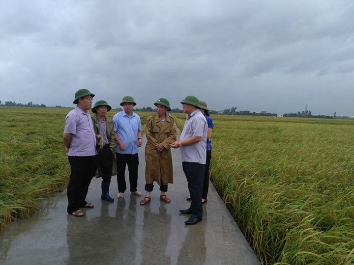 Kiểm tra, đánh giá kết quả sản xuất vụ mùa tại huyện Đông Hưng, Hưng Hà