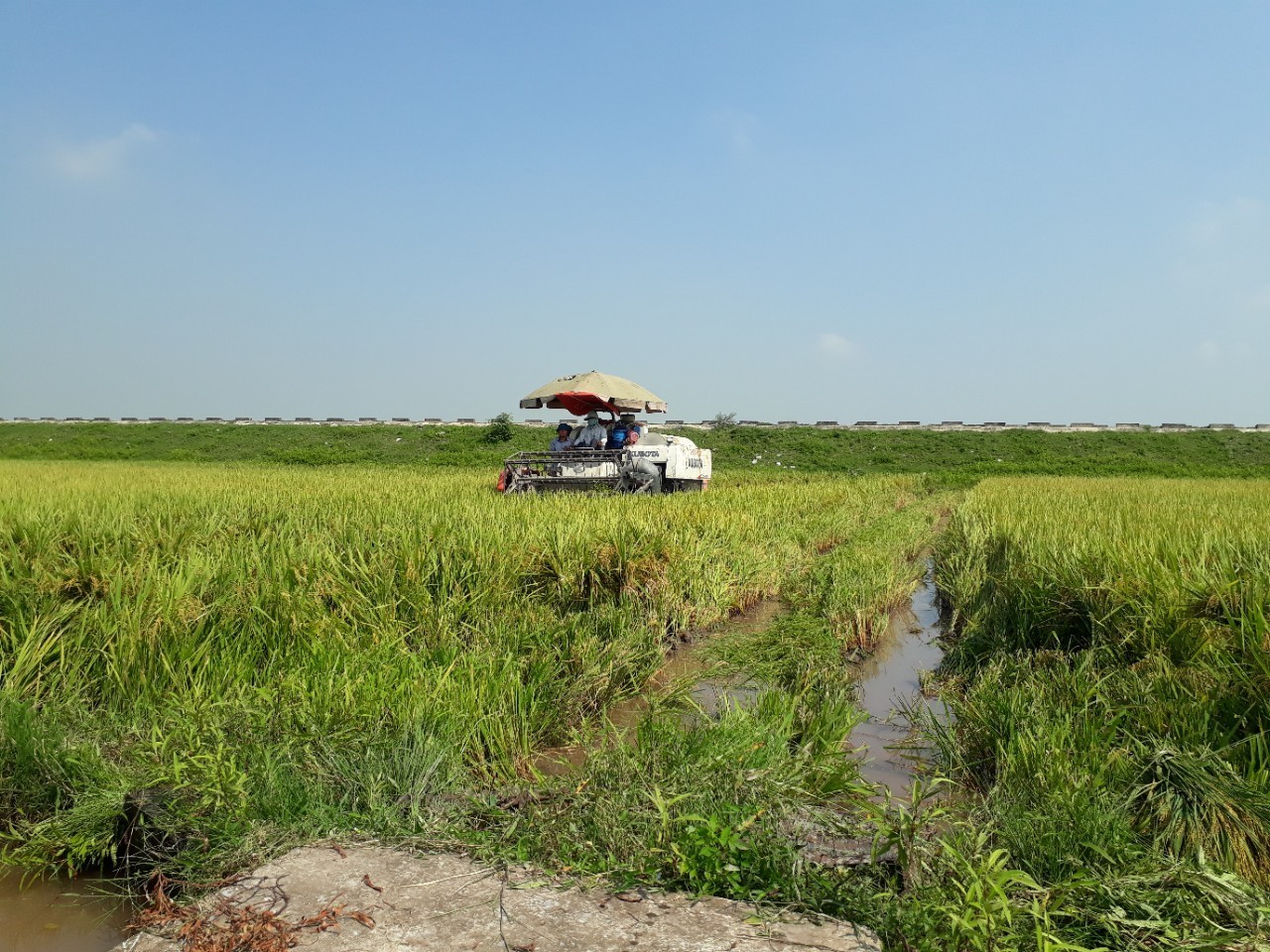 Đông Quý: Phát triển cánh đồng mẫu lớn và xây dựng mối liên kết hiệu quả trong sản xuất nông nghiệp