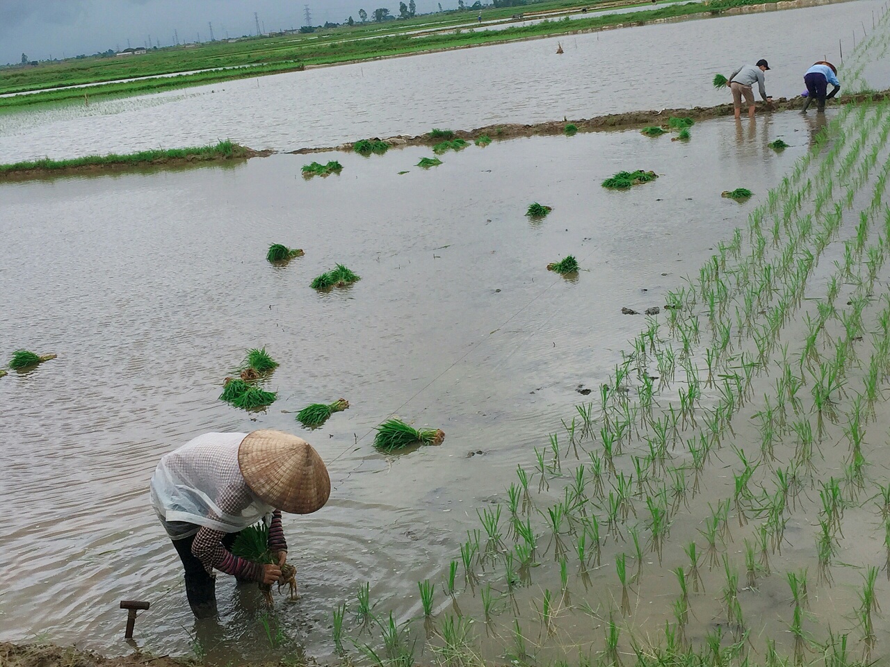 Thái Thụy tập trung đẩy nhanh tiến độ gieo cấy lúa mùa 2018