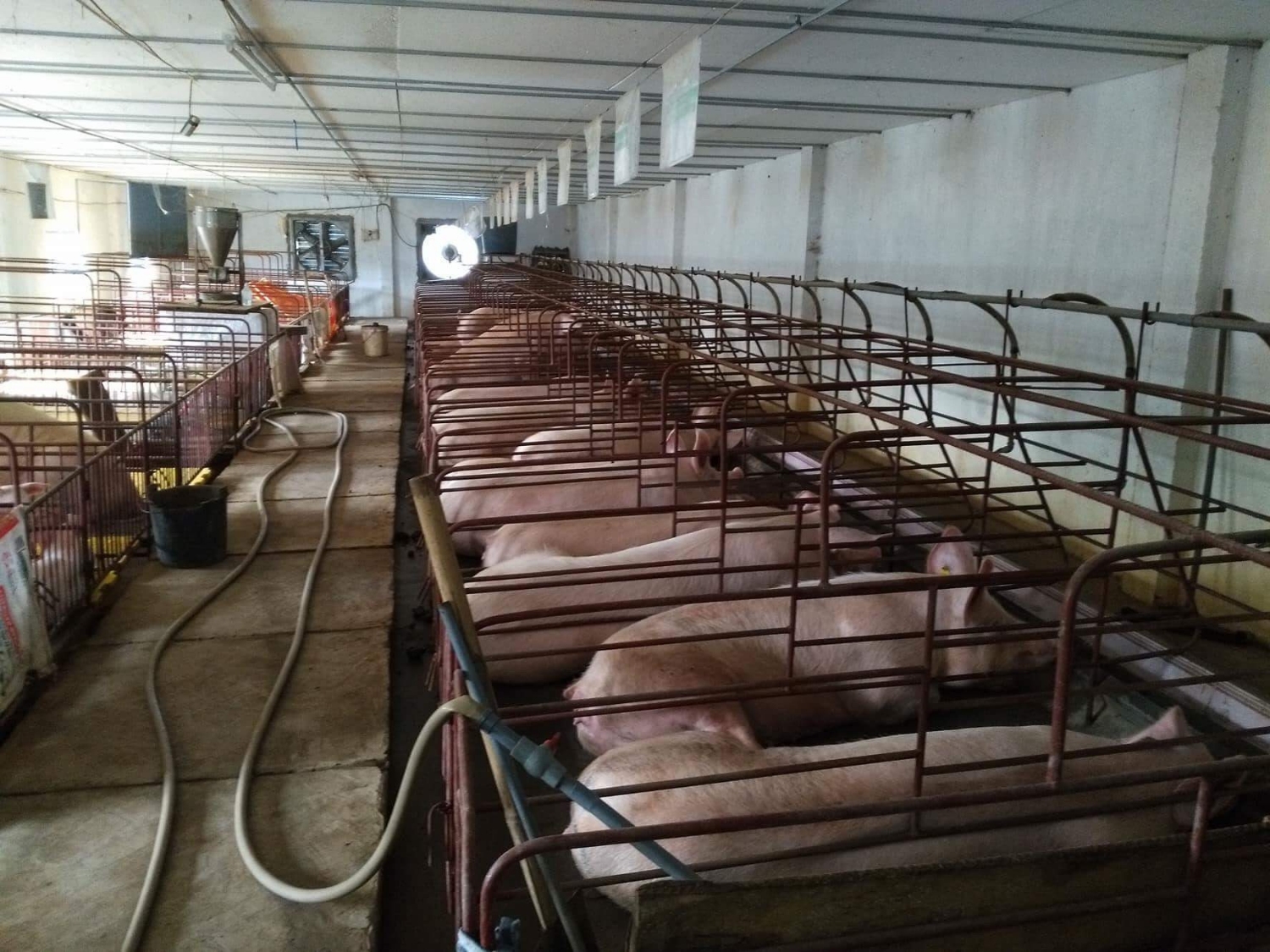 Chăn nuôi lợn tỉnh Thái Bình - Những tín hiệu vui qua số liệu Điều tra chăn nuôi thời điểm 01/7/2018