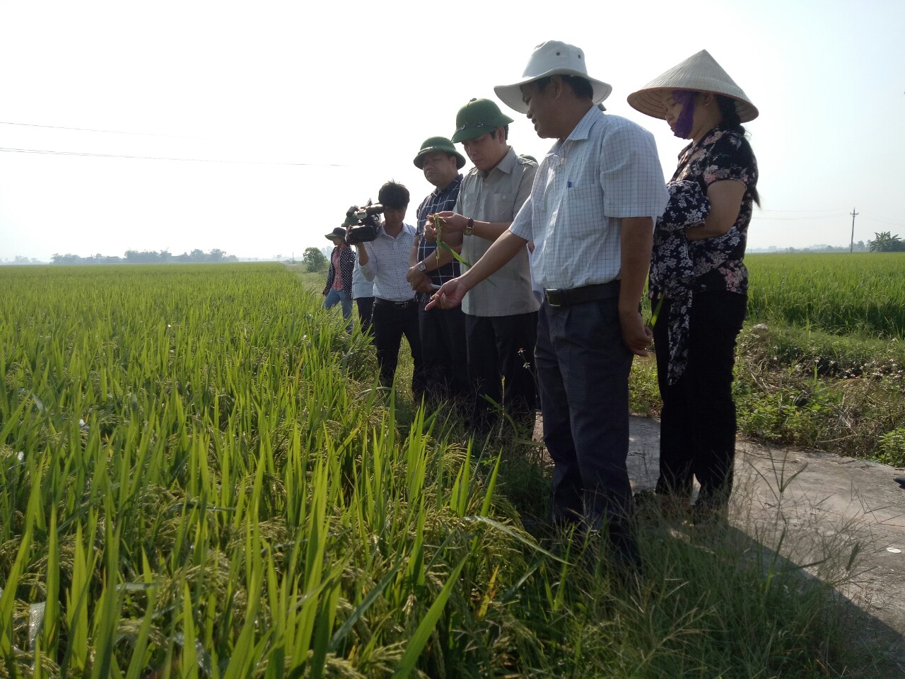 Cục Thống kê Thái Bình tổ chức đi thăm đồng để đánh giá sơ bộ năng suất lúa vụ Mùa năm 2018 - tại các huyện, thành phố
