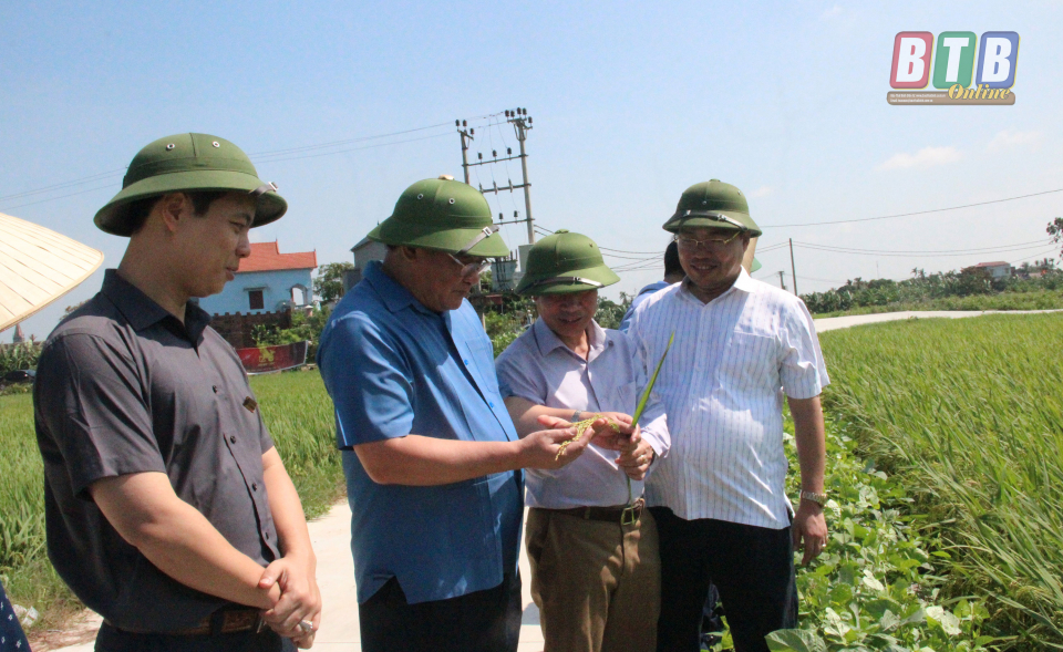 Kiểm tra, đánh giá năng suất lúa xuân tại Quỳnh Phụ, Đông Hưng