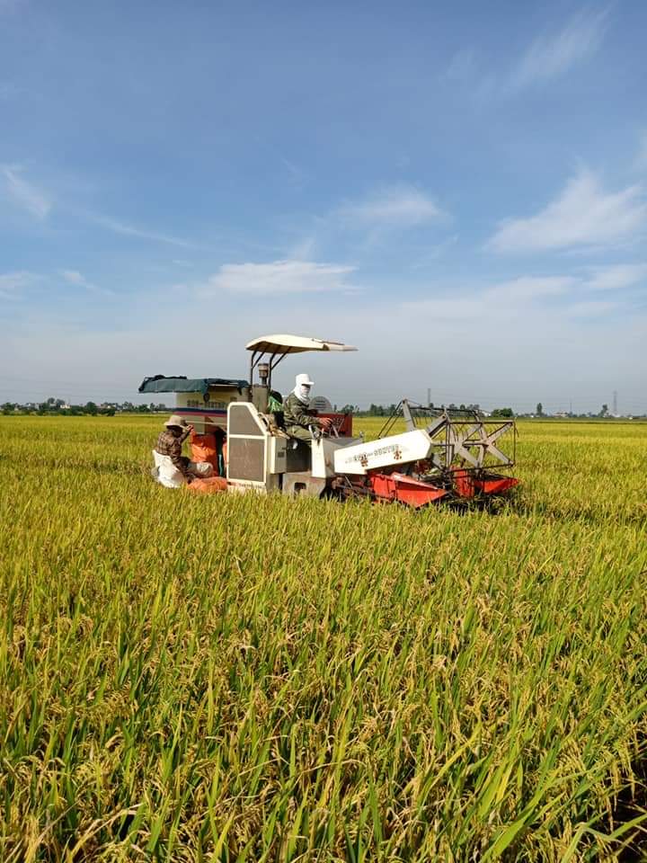 Nhộn nhịp thu hoạch lúa vụ Xuân 2020