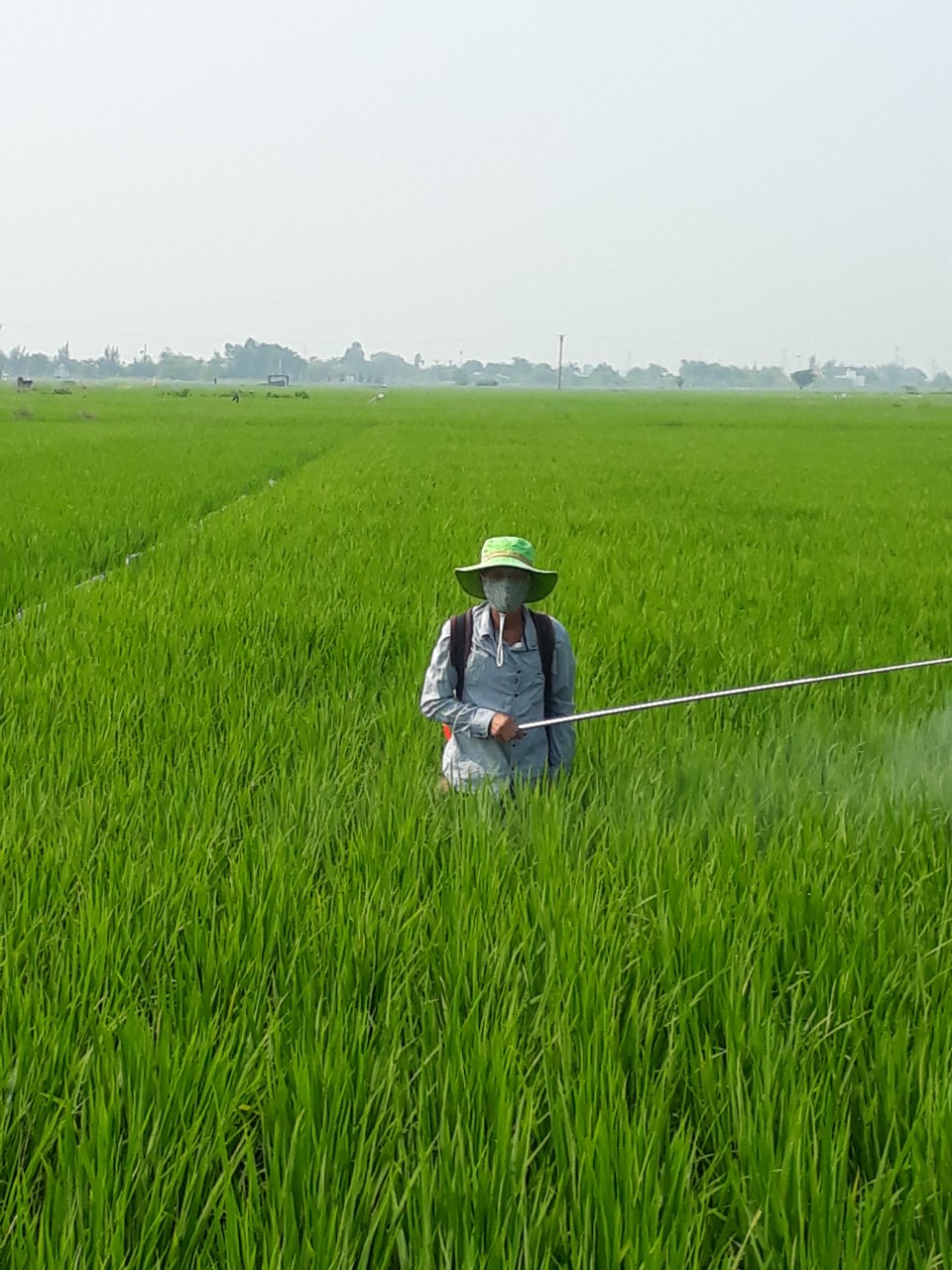 Xã Đông Quí huyện Tiền Hải: Tập trung phòng trừ sâu bệnh bảo vệ lúa mùa