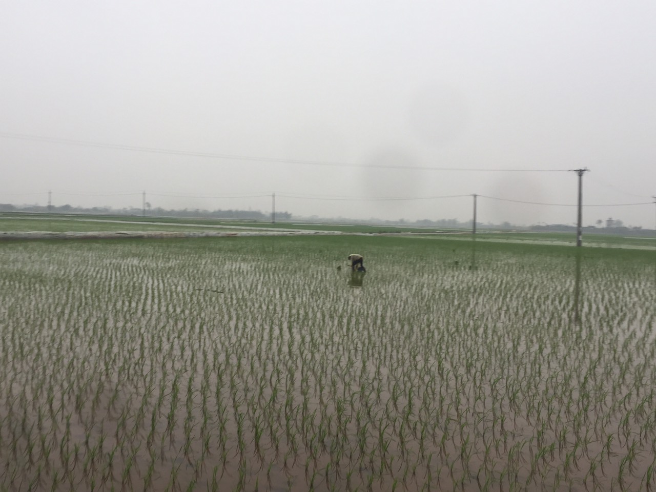 Kiến Xương hoàn thành gieo cấy lúa vụ Xuân năm 2021