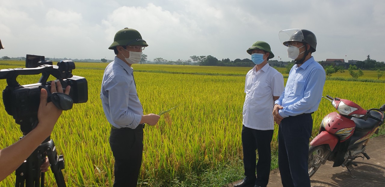 Huyện Quỳnh Phụ tập trung thu hoạch lúa Xuân năm 2021