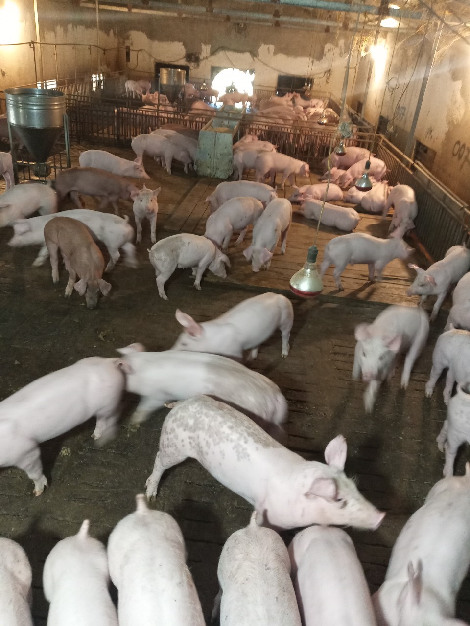 Chị Nguyễn Thị Nga làm giàu từ nuôi lợn Đực giống