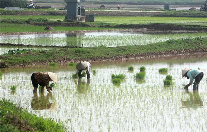 Huyện Kiến Xương chuẩn bị tốt công tác gieo cấy lúa vụ Xuân 2023