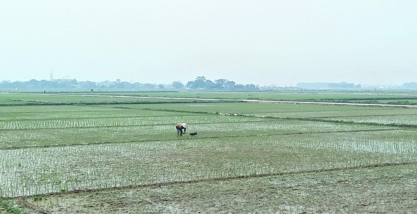 Các xã, thị trấn huyện Quỳnh Phụ hướng dẫn nông dân chăm sóc, bảo vệ lúa xuân năm 2023.