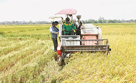 Hiệu quả mô hình liên kết sản xuất lúa ở xã Đông Cường