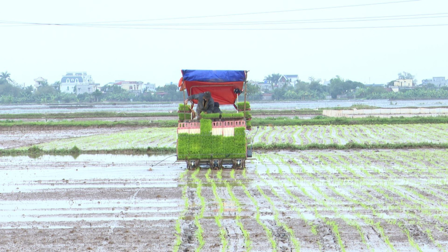 Sáu tháng đầu năm ngành nông nghiệp huyện Kiến Xương đạt kết quả toàn diện