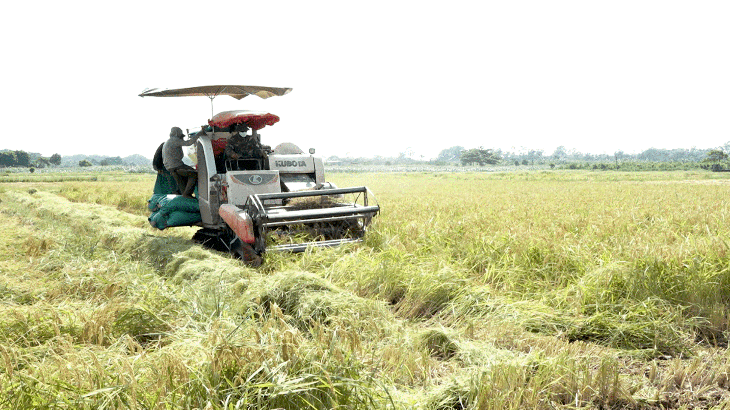 Các địa phương trong huyện tập trung thu hoạch lúa xuân