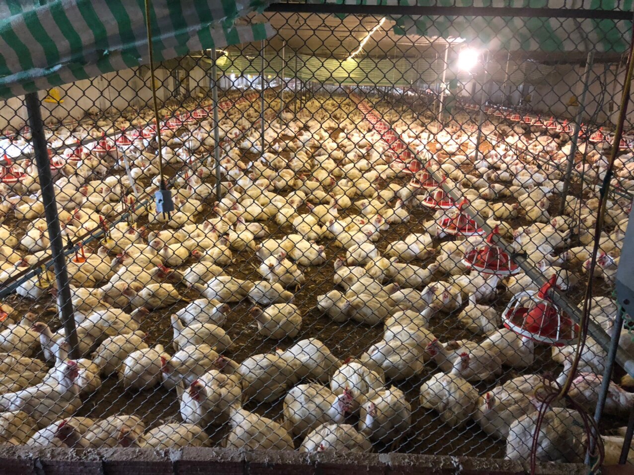 Mô hình nuôi gà Pháp tại xã Đông Xuân huyện Đông Hưng