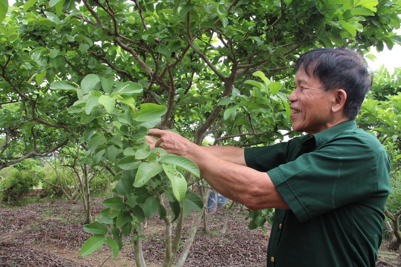 Cựu chiến binh Tô Hồng Sơn “bắt” vườn cây ra quả trái vụ