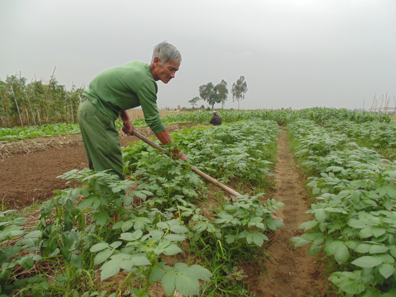 Huyện Vũ Thư khẩn trương thu hoạch cây vụ đông giải phóng đất cho sản xuất vụ xuân