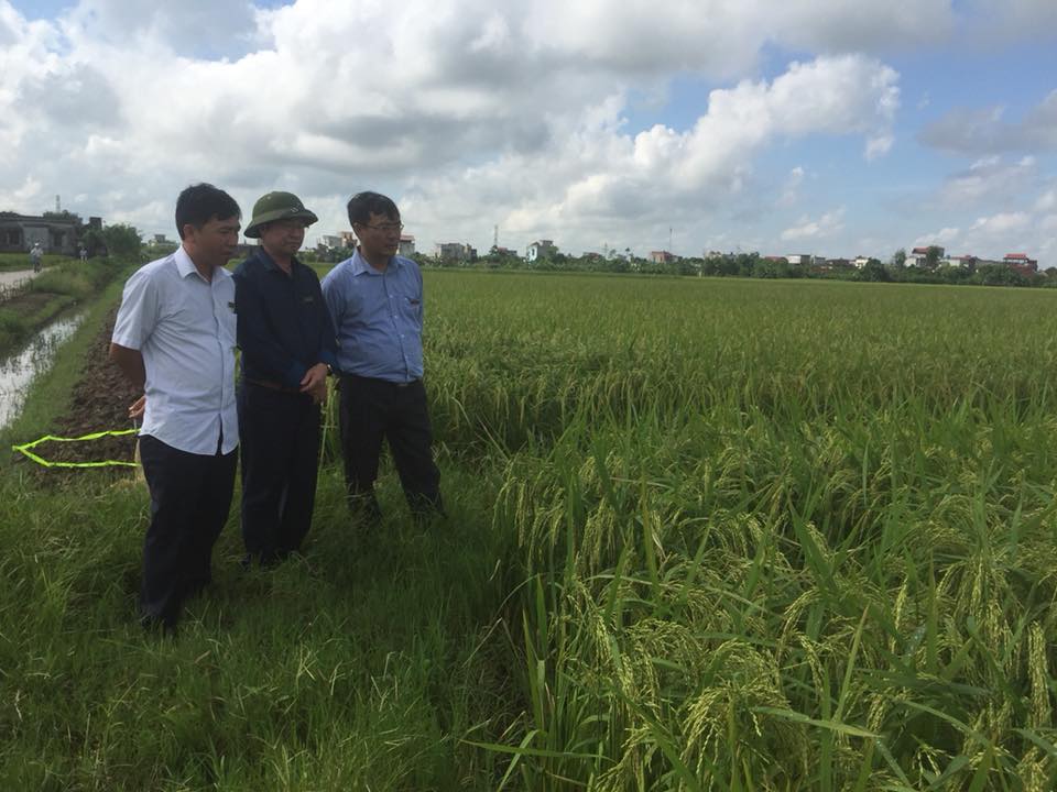 Lãnh đạo cơ quan cùng phòng Thống Kê Nông nghiệp Cục Thống kê Thái Bình thăm đồng ước tính năng suất lúa mùa lần 1, tại huyện Hưng Hà và huyện Đông Hưng