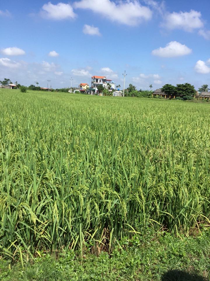 Lãnh đạo cơ quan cùng phòng Thống Kê Nông nghiệp Cục Thống kê Thái Bình thăm đồng ước tính năng suất lúa mùa lần 1, tại huyện Quỳnh Phụ