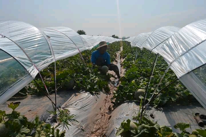 Mô hình trồng dưa lưới công nghệ cao tại xã Chí Hòa huyện Hưng Hà