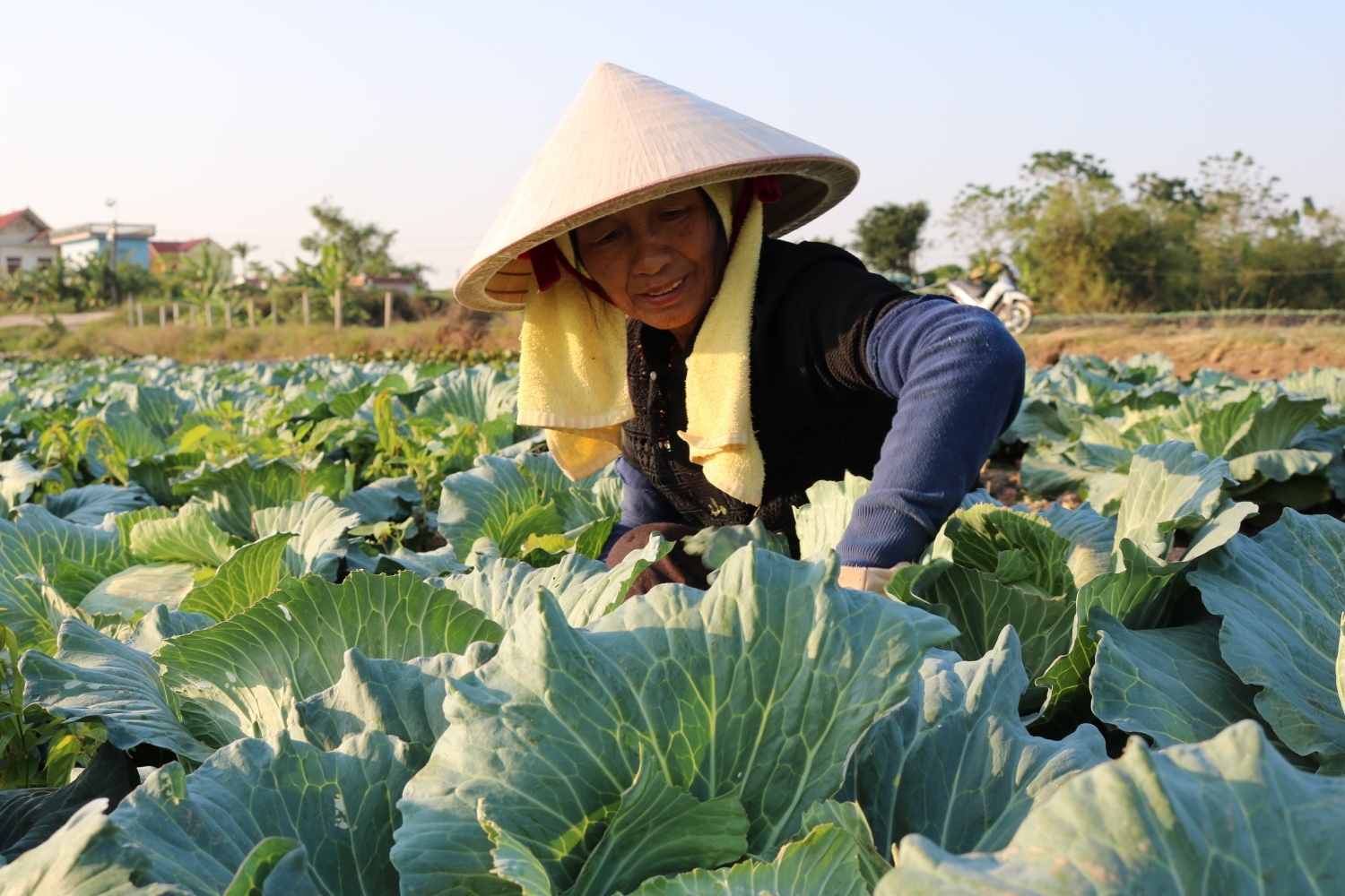Hồng Phong thu gần 60 tỷ đồng trên vùng đất xen dâu
