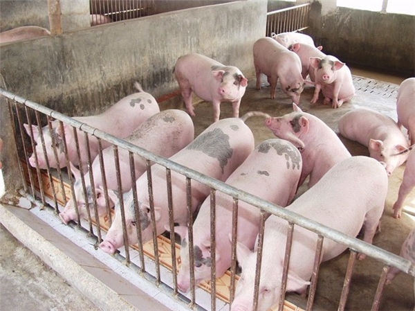 Chăn nuôi lợn tỉnh Thái Bình 6 tháng đầu năm 2020 nhiều thách thức và cơ hội
