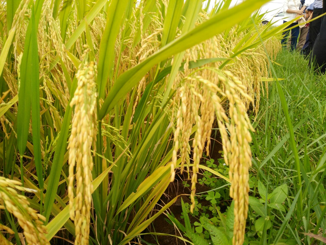 Cục Thống kê, Sở Nông nghiệp thăm đồng đánh giá năng suất lúa Xuân năm 2020 tại huyện Thái Thụy