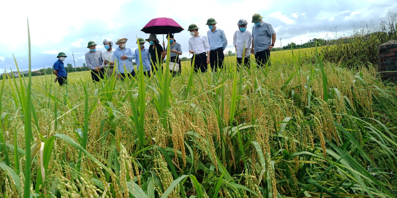 Huyện Thái Thụy chỉ đạo nhân dân tập trung thu hoạch lúa Xuân năm 2021