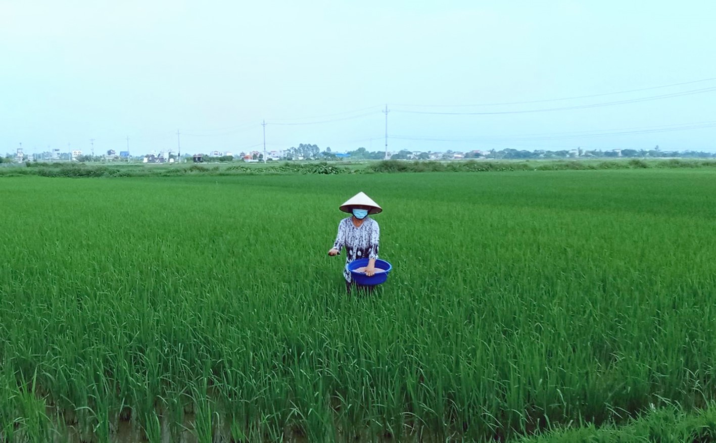Nông dân Quỳnh Phụ chuyển trọng tâm sang chăm sóc, bảo vệ lúa mùa và cây màu hè thu.