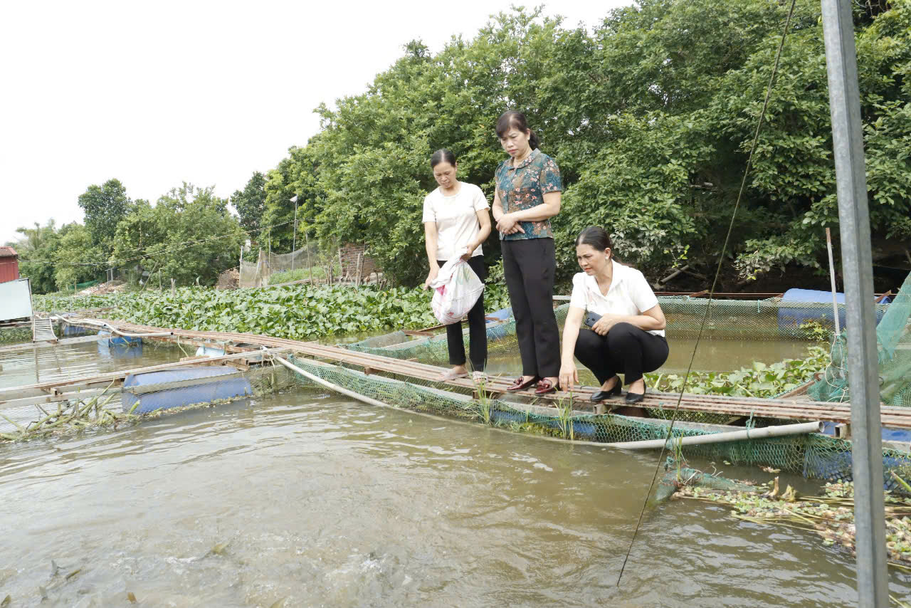 Làm giàu từ nuôi cá lồng trên sông