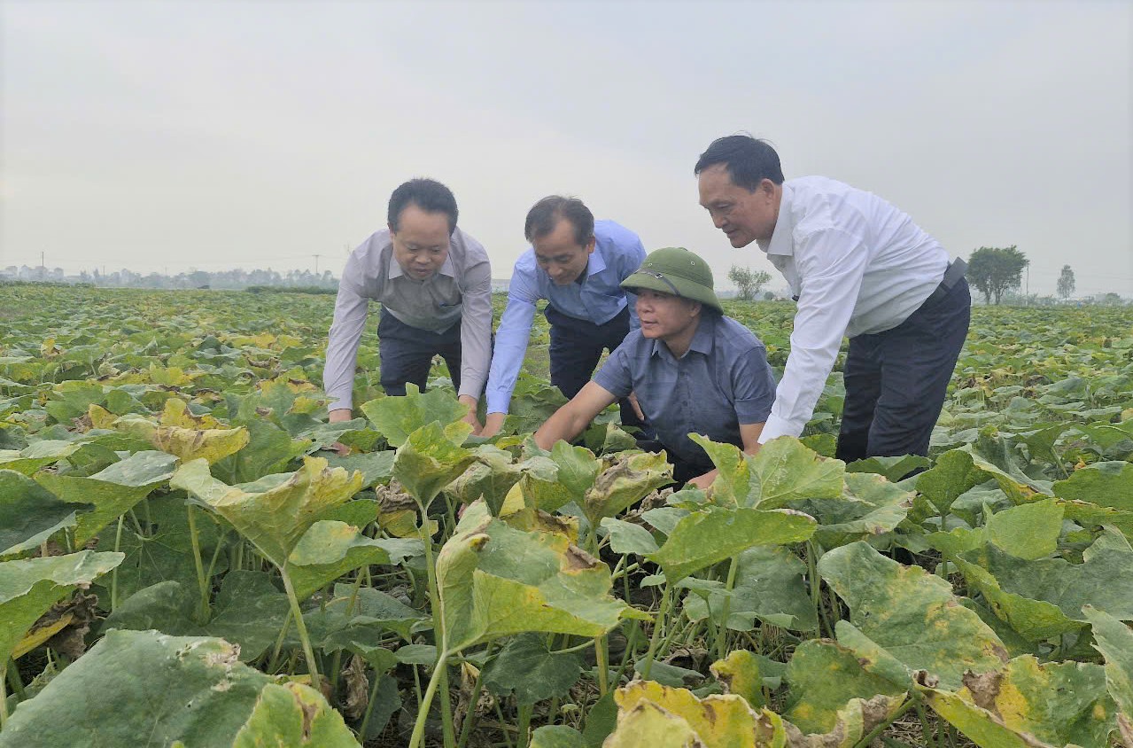 Lãnh đạo sở Nông nghiệp và PTNT kiểm tra cây màu vụ đông tại xã Duyên Hải